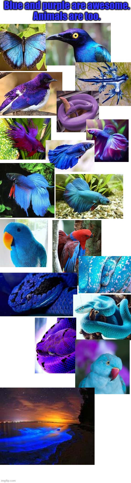 blue and purple | Blue and purple are awesome.
Animals are too. | image tagged in long blank white template,blue,purple,animals | made w/ Imgflip meme maker