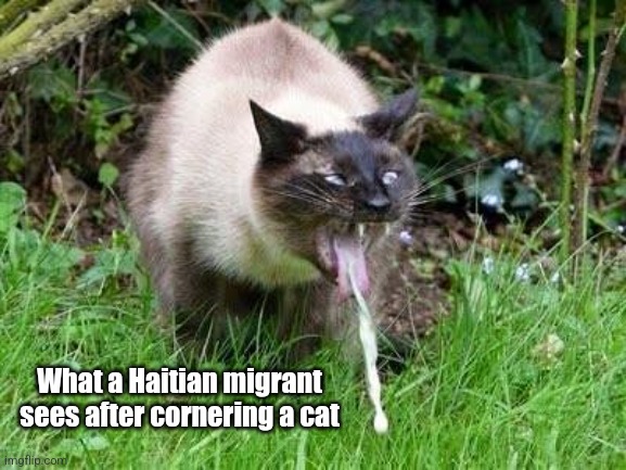 Cat Barfing | What a Haitian migrant sees after cornering a cat | made w/ Imgflip meme maker