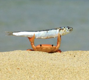 High Quality Crab with fish Blank Meme Template