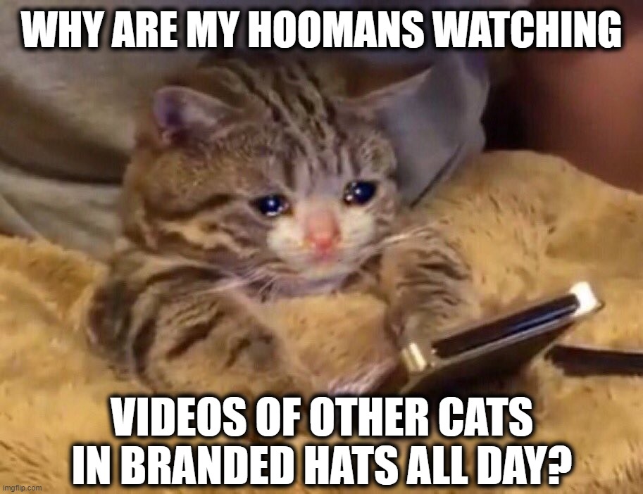 Sad cat watching video | WHY ARE MY HOOMANS WATCHING; VIDEOS OF OTHER CATS IN BRANDED HATS ALL DAY? | image tagged in sad cat watching video | made w/ Imgflip meme maker