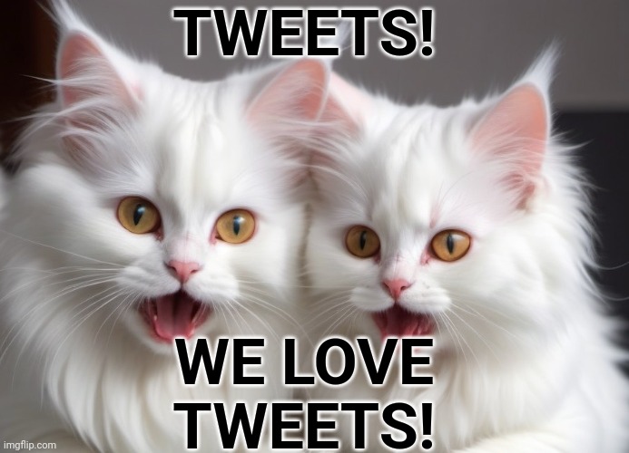 KITTY TWEETS | TWEETS! WE LOVE TWEETS! | image tagged in kittens,treats,tweets | made w/ Imgflip meme maker