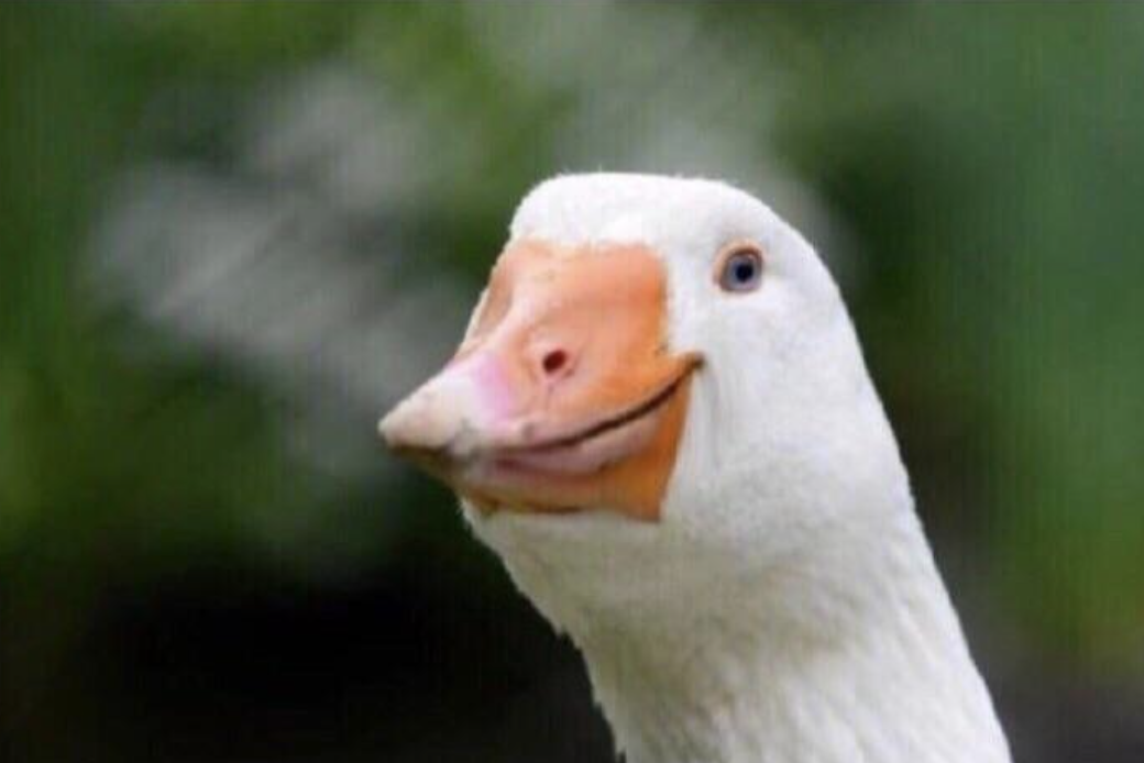 Proud Duck Blank Meme Template