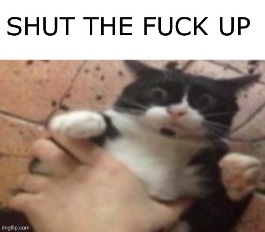 Repost if “StFu” | SHUT THE FUCK UP | image tagged in cat caught in 4 k | made w/ Imgflip meme maker