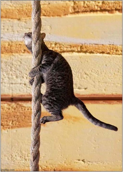 This Brings Back Horrible Memories Of PE At School ! | image tagged in cats,climbing,rope | made w/ Imgflip meme maker