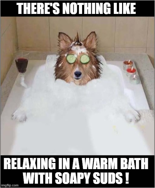 One Pampered Pet ! | THERE'S NOTHING LIKE; RELAXING IN A WARM BATH
WITH SOAPY SUDS ! | image tagged in dogs,pampered,bath time | made w/ Imgflip meme maker