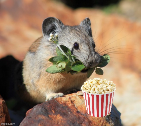 mouse with clover | image tagged in mouse with clover,snacks,popcorn,treats,mouse | made w/ Imgflip meme maker