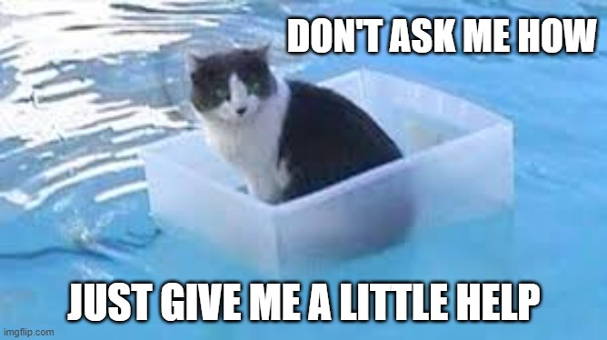 memes by Brad - The cat is stuck floating in a swimming pool - humor | DON'T ASK ME HOW; JUST GIVE ME A LITTLE HELP | image tagged in funny,cats,funny cats,kitten,swimming pool,humor | made w/ Imgflip meme maker