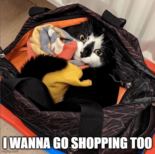 memes by Brad - My cat always tries to go shopping | I WANNA GO SHOPPING TOO | image tagged in funny,cat,kitten,funny cat memes,humor,shopping | made w/ Imgflip meme maker