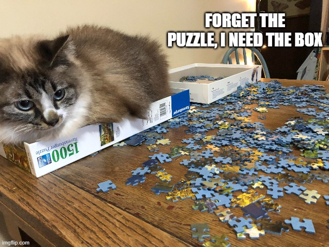 memes by Brad - My cat likes the box but not the puzzle | FORGET THE PUZZLE, I NEED THE BOX | image tagged in funny,cats,kitten,box,puzzle,humor | made w/ Imgflip meme maker