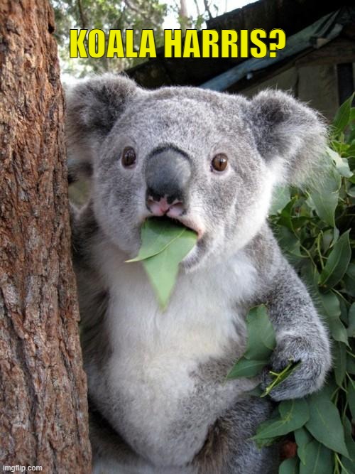 Surprised Koala Meme | KOALA HARRIS? | image tagged in memes,surprised koala | made w/ Imgflip meme maker