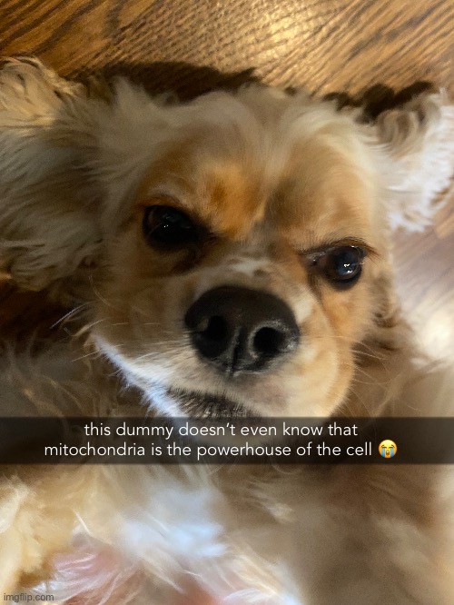 this dummy doesn’t even know that mitochondria is the powerhouse of the cell 😭 | made w/ Imgflip meme maker