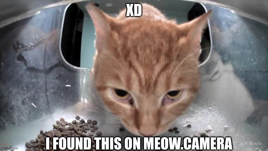 meow.camera funi img XD | XD; I FOUND THIS ON MEOW.CAMERA | image tagged in cats,cat | made w/ Imgflip meme maker