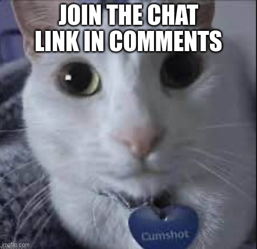 https://fairmeeting.net/msmggggggggggggggggggggg | JOIN THE CHAT LINK IN COMMENTS | image tagged in cumshot the cat | made w/ Imgflip meme maker