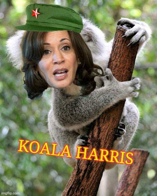 kamala harris meme | KOALA HARRIS | image tagged in kamala harris | made w/ Imgflip meme maker