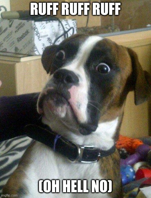 Blankie the Shocked Dog | RUFF RUFF RUFF (OH HELL NO) | image tagged in blankie the shocked dog | made w/ Imgflip meme maker