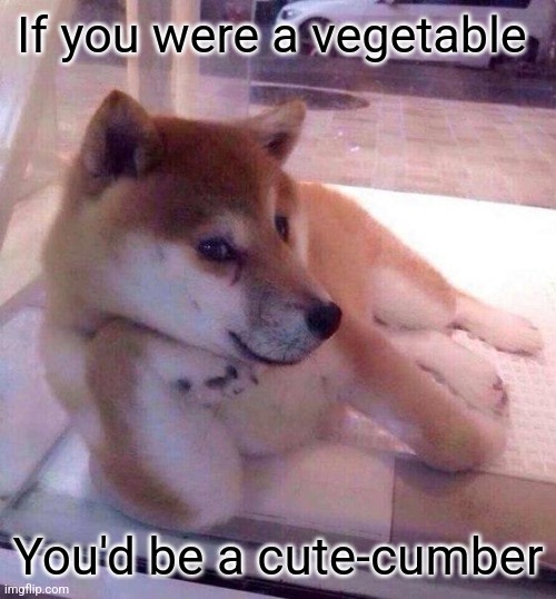 Cutecumber | If you were a vegetable; You'd be a cute-cumber | image tagged in flirting doge | made w/ Imgflip meme maker