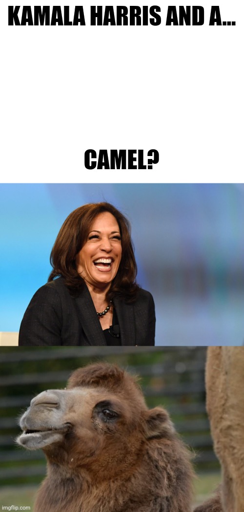 Camela Harris? Dare to Compare? | KAMALA HARRIS AND A... CAMEL? | image tagged in kamala harris laughing,camel,memes,funny,kamala harris,comparison | made w/ Imgflip meme maker