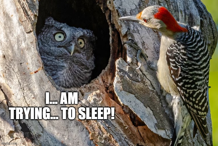 Night workers everywhere (photo: Randy Herman) | I... AM TRYING... TO SLEEP! | image tagged in owl,animals,wild,wildlife | made w/ Imgflip meme maker