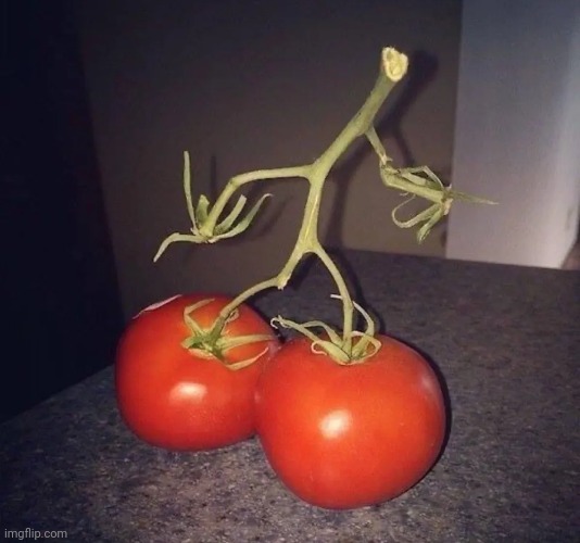 I wonder where these tomatoes are off to | image tagged in cursed image | made w/ Imgflip meme maker