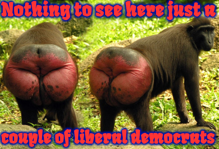 Red Assed Baboon People | Nothing to see here just a; couple of liberal democrats | image tagged in memes,baboon,communist socialist,butthurt,woke,jackass | made w/ Imgflip meme maker