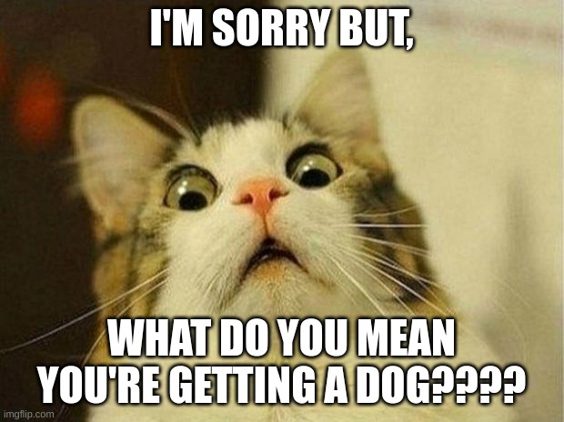 Scared cat | I'M SORRY BUT, WHAT DO YOU MEAN YOU'RE GETTING A DOG???? | image tagged in memes,scared cat | made w/ Imgflip meme maker