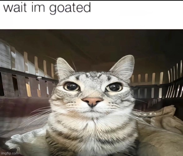 made w/ Imgflip meme maker