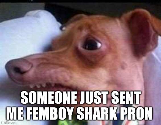 lisp dog | SOMEONE JUST SENT ME FEMBOY SHARK PRON | image tagged in lisp dog | made w/ Imgflip meme maker