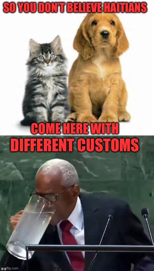 Assimilate! When in Rome, do as the Romans do. | SO YOU DON’T BELIEVE HAITIANS; COME HERE WITH; DIFFERENT CUSTOMS | image tagged in cat and dog,customs,haitians | made w/ Imgflip meme maker