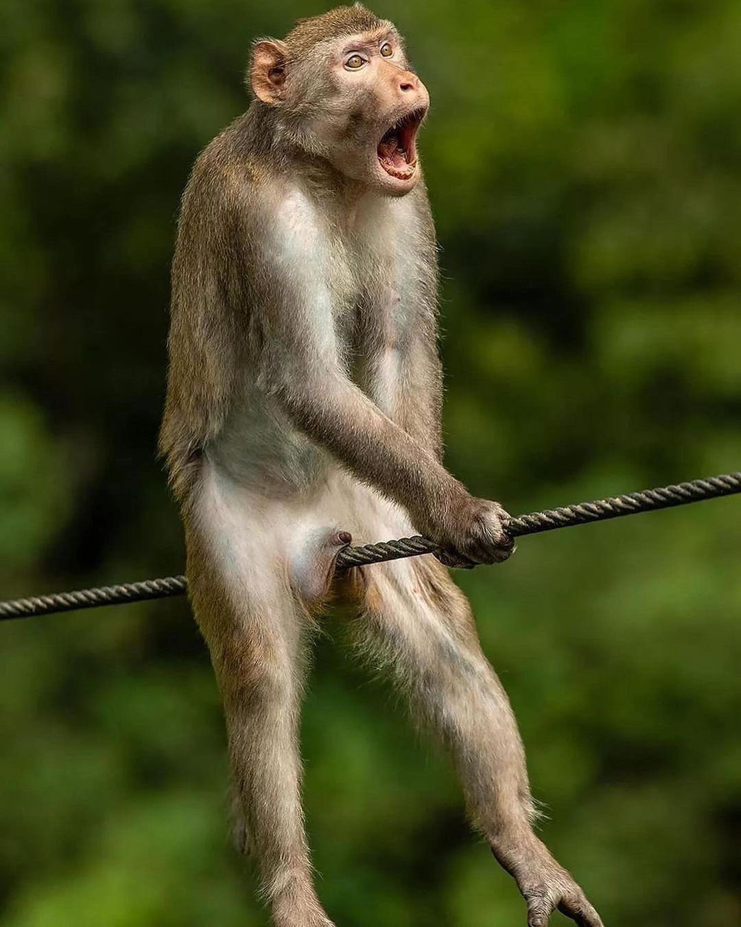 Monkey wih bals on steel wire Blank Meme Template