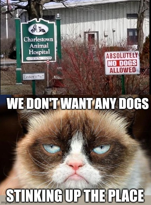 NO DOGS ALLOWED | WE DON'T WANT ANY DOGS; STINKING UP THE PLACE | image tagged in memes,grumpy cat not amused,cats,funny cats,dogs | made w/ Imgflip meme maker