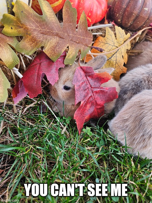 LITTLE BUNNY HIDING | YOU CAN'T SEE ME | image tagged in bunnies,rabbits,bunny,autumn leaves | made w/ Imgflip meme maker