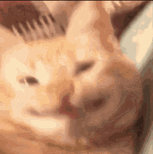 High Quality The magical cat Blank Meme Template