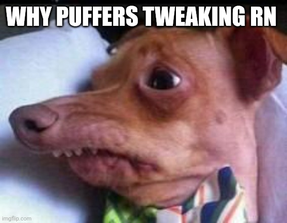 lisp dog | WHY PUFFERS TWEAKING RN | image tagged in lisp dog | made w/ Imgflip meme maker