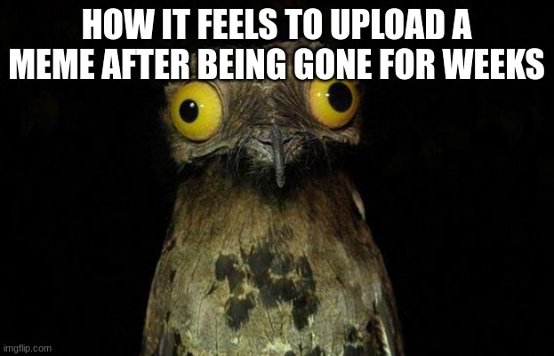 fr fr | HOW IT FEELS TO UPLOAD A MEME AFTER BEING GONE FOR WEEKS | image tagged in memes,weird stuff i do potoo | made w/ Imgflip meme maker