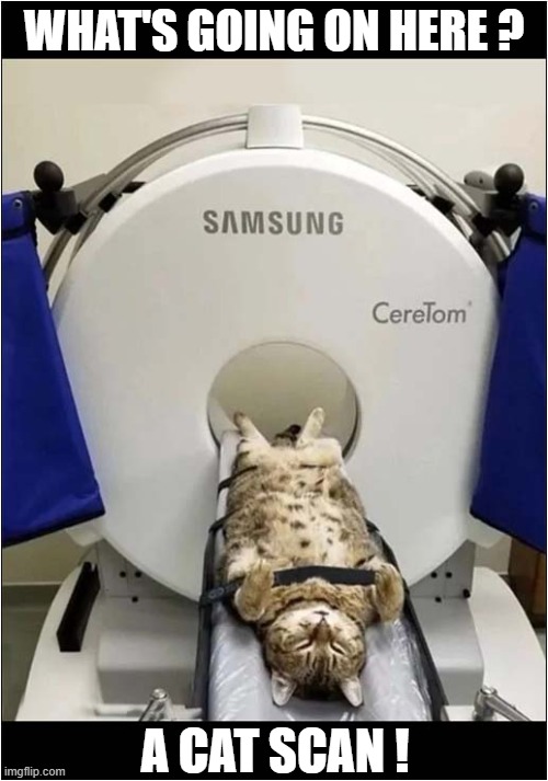 At The Vets | WHAT'S GOING ON HERE ? A CAT SCAN ! | image tagged in cats,vets,cat scan,play on words | made w/ Imgflip meme maker