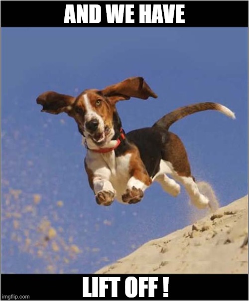 Low Flying Dog ! | AND WE HAVE; LIFT OFF ! | image tagged in dogs,bassett hound,flying | made w/ Imgflip meme maker