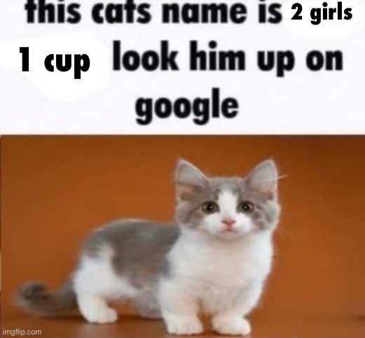 this cats name is x look him up on google | 2 girls; 1 cup | image tagged in this cats name is x look him up on google | made w/ Imgflip meme maker