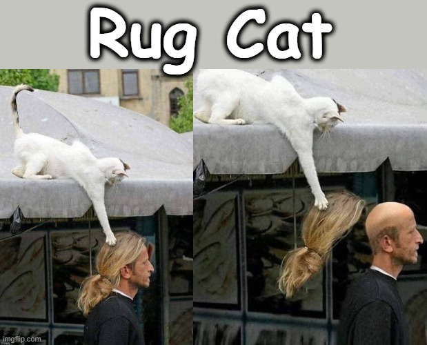 Is that a Squirrel ? | Rug Cat | image tagged in wiggle | made w/ Imgflip meme maker