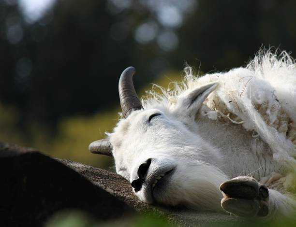 High Quality Funny goat Blank Meme Template