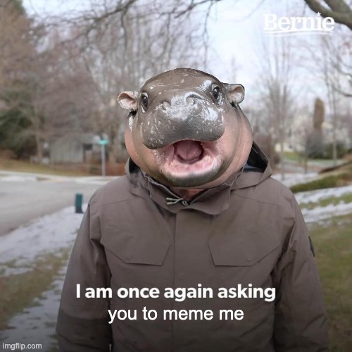 Moo Deng asks you to once again | you to meme me | image tagged in memes,bernie sanders,bernie i am once again asking for your support,moo deng | made w/ Imgflip meme maker