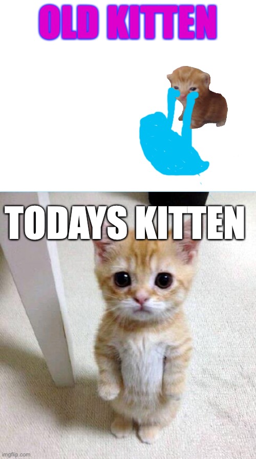 2022 kitten vs 2023 kitten | OLD KITTEN; TODAYS KITTEN | image tagged in memes,cute cat | made w/ Imgflip meme maker