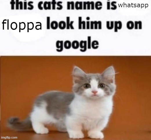 this cats name is x look him up on google | whatsapp; floppa | image tagged in this cats name is x look him up on google | made w/ Imgflip meme maker