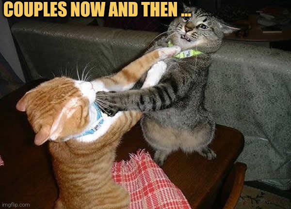 Two cats fighting for real | COUPLES NOW AND THEN ... | image tagged in two cats fighting for real | made w/ Imgflip meme maker