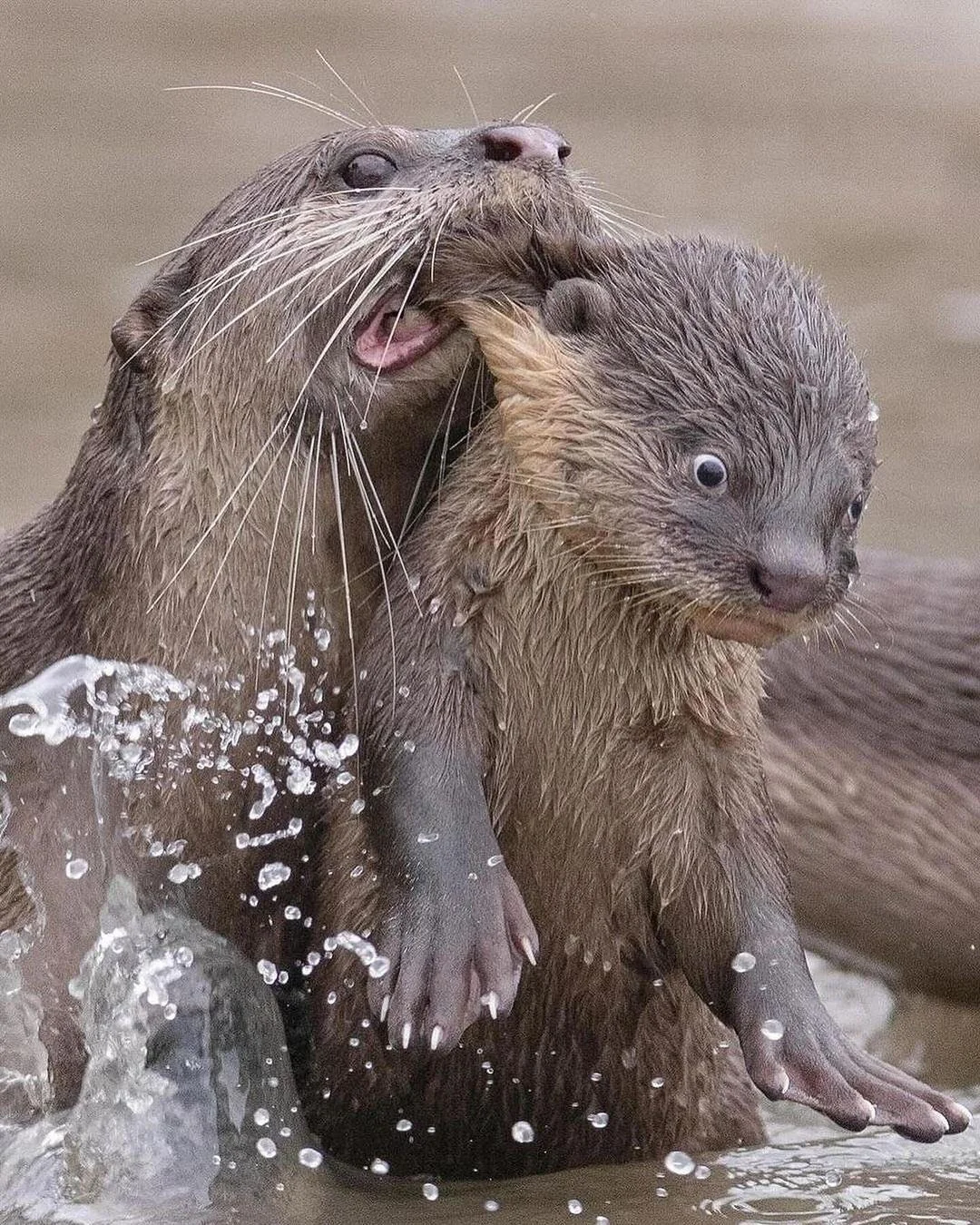 shocked otter Blank Meme Template