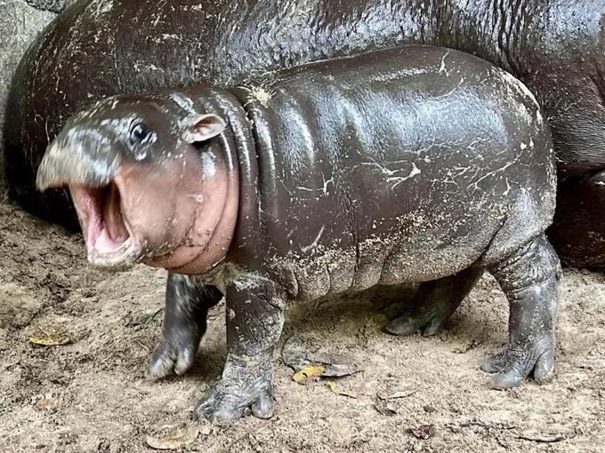 Moo Deng Blank Meme Template