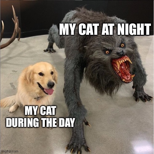 dog vs werewolf | MY CAT AT NIGHT; MY CAT DURING THE DAY | image tagged in dog vs werewolf | made w/ Imgflip meme maker