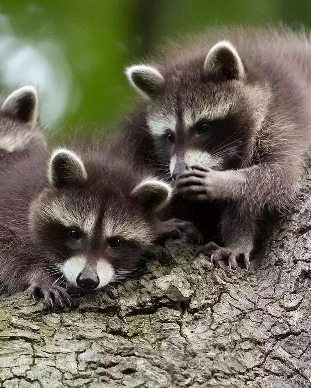 whispering racoons Blank Meme Template