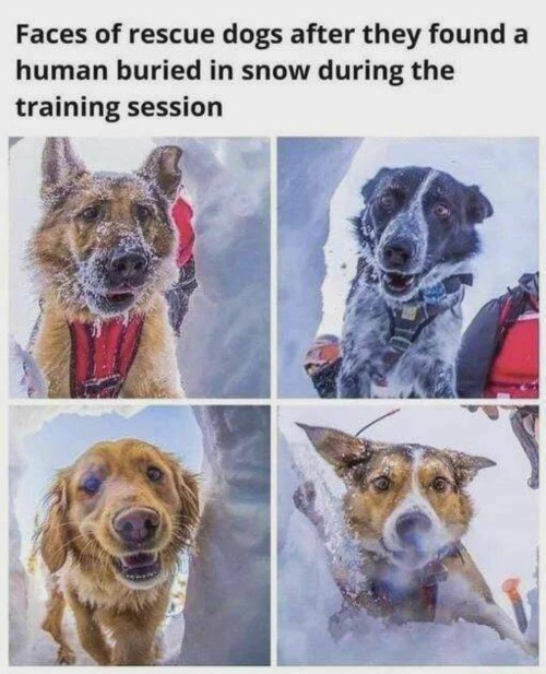 Dogs are happy to help, happy to save. [nod: @CanMan1000] | image tagged in dogs,rescue,training,humans,snow,animal and man | made w/ Imgflip meme maker