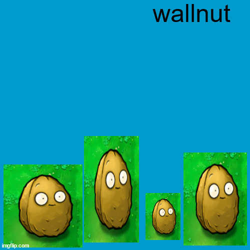 Blank Weezer blue album edit | wallnut | image tagged in blank weezer blue album edit | made w/ Imgflip meme maker