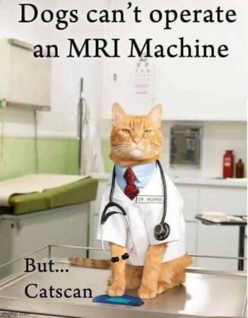 Catscan | image tagged in cats,scan,hospital | made w/ Imgflip meme maker